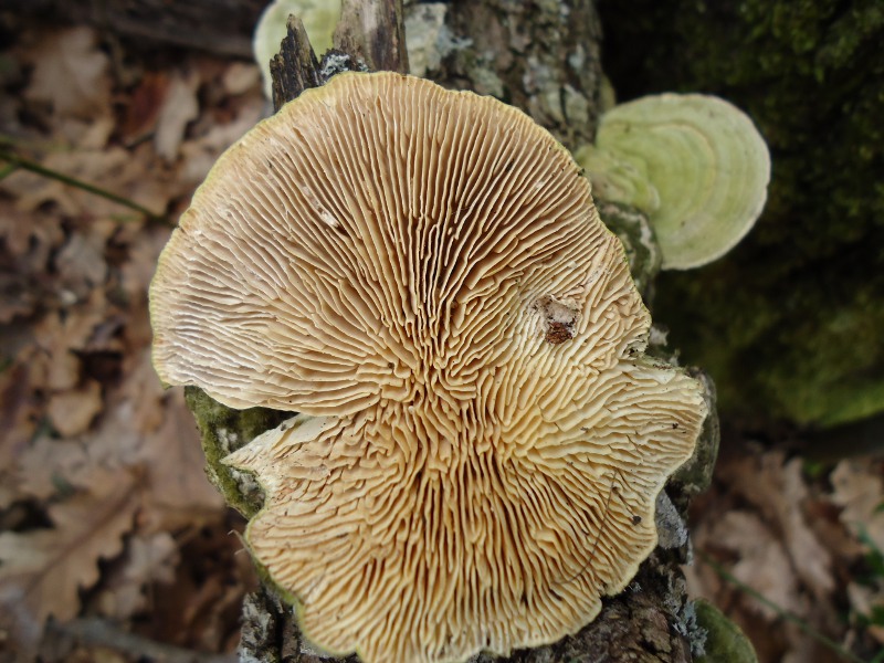 Cerrena sp. ??